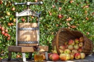 8301245-some-apple-gets-pressed-to-a-fresh-apple-juice-some-apple-trees-are-behind-it